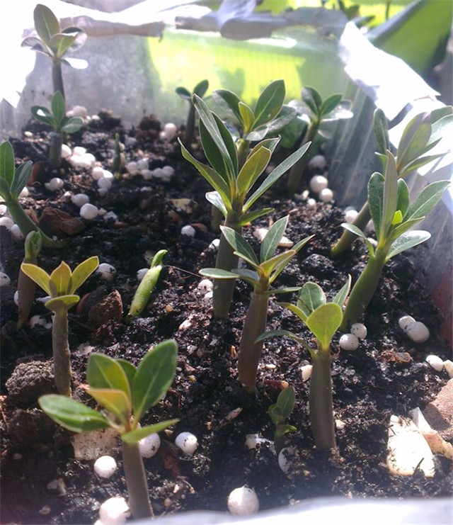 mix adenium
